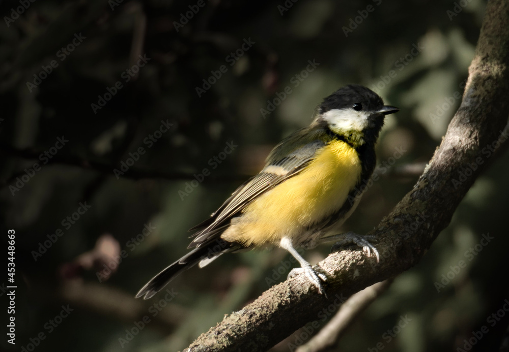 great spotted woodpecker
