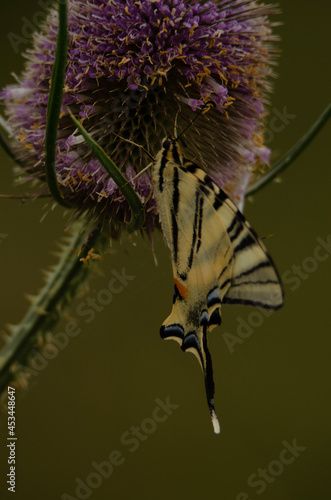 butterfly on thistle