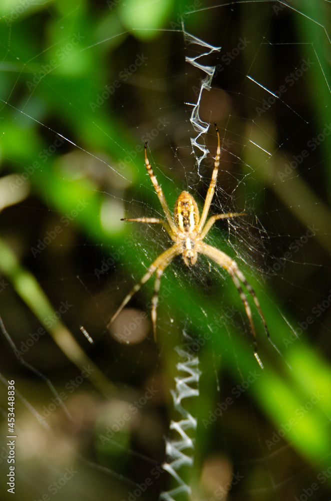 spider on a web spider on a web