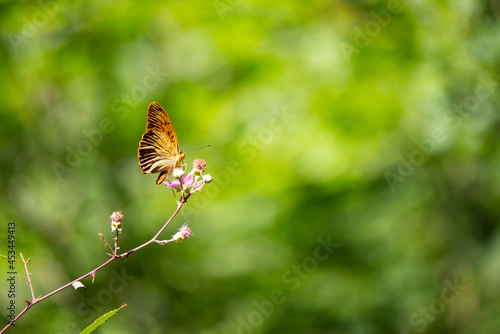 Schmetterling im Restonica Tal auf Korsika