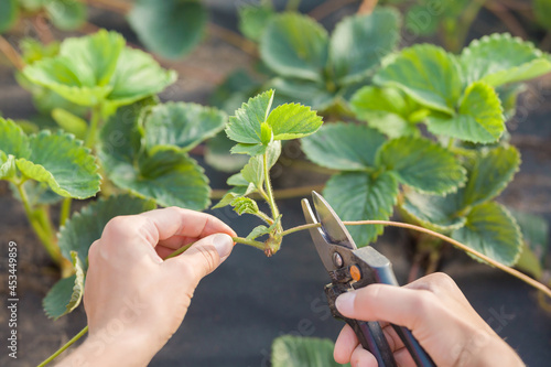 Canvastavla Young adult woman hand holding secateurs and cutting daughter plant from strawberry bush for propagation