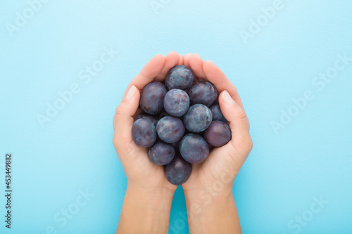 Young adult woman hands holding heap of dark plums on light blue table background. Pastel color. Closeup. Fresh fruit. Point of view shot. Top down view.