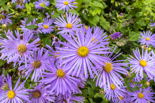 Photos Aster Frikartii 'Monch' a lavender-blue herbaceous perennial in a herbaceous border