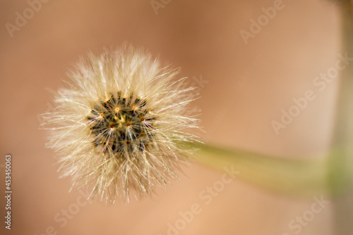 Pusteblume - L  wenzahn