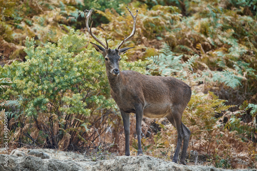 young deer  Cervus elaphus  in Mediterranean forest in Ojen  Marbella. Spain.