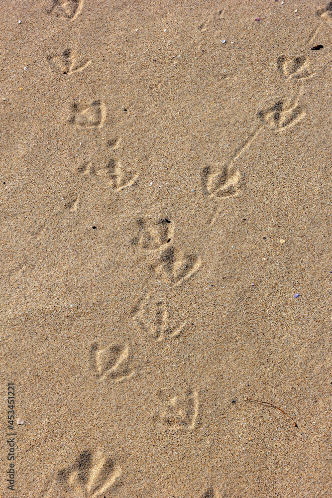 Sand texture with bird traces. Summer abstract background.Vertical view Sand texture with bird traces. Summer abstract background.Vertical view
