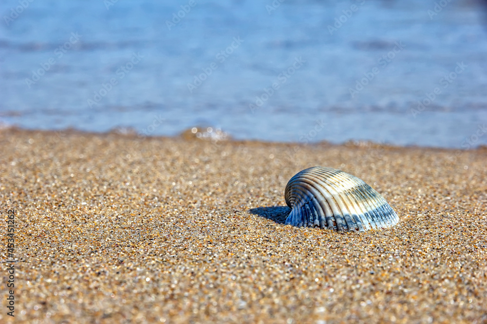 Seashell on the beach, Idyllic nature view on the beach over seascape background. Seashell on the beach, Idyllic nature view on the beach over seascape background.
