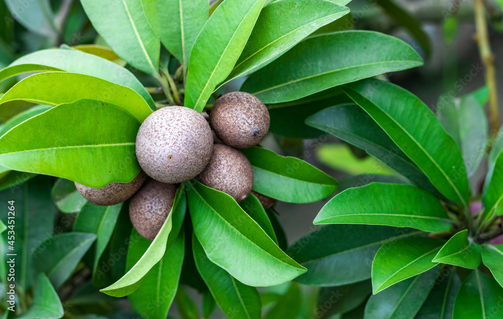 Organic fresh sapodilla fruit growing on the tree with leaves on a branch in the garden Organic fresh sapodilla fruit growing on the tree with leaves on a branch in the garden