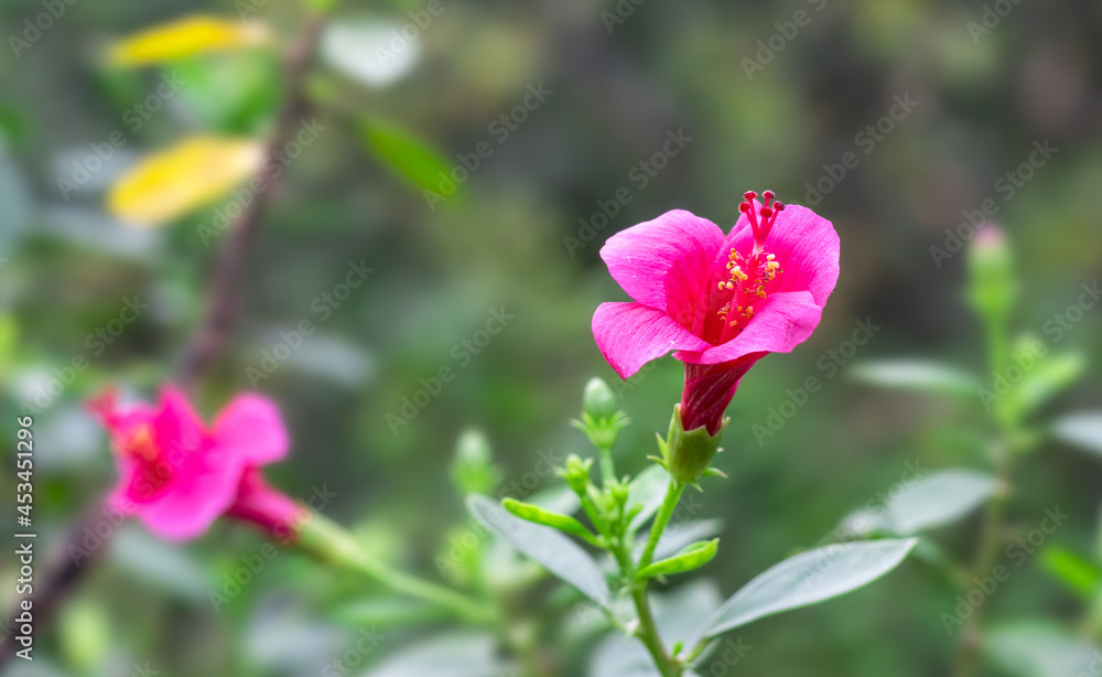 Pink and red hibiscus rosa sinensis flower in the garden on the tree Pink and red hibiscus rosa sinensis flower in the garden on the tree