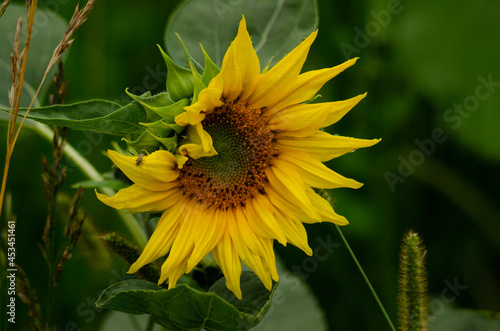 sunflower and bee
