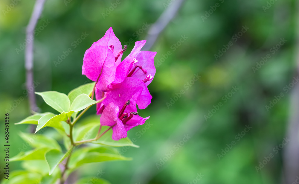 Beautiful blossomed pink bougainvillea flowers with green leaves on the soft green bokeh background with selective focus Beautiful blossomed pink bougainvillea flowers with green leaves on the soft green bokeh background with selective focus