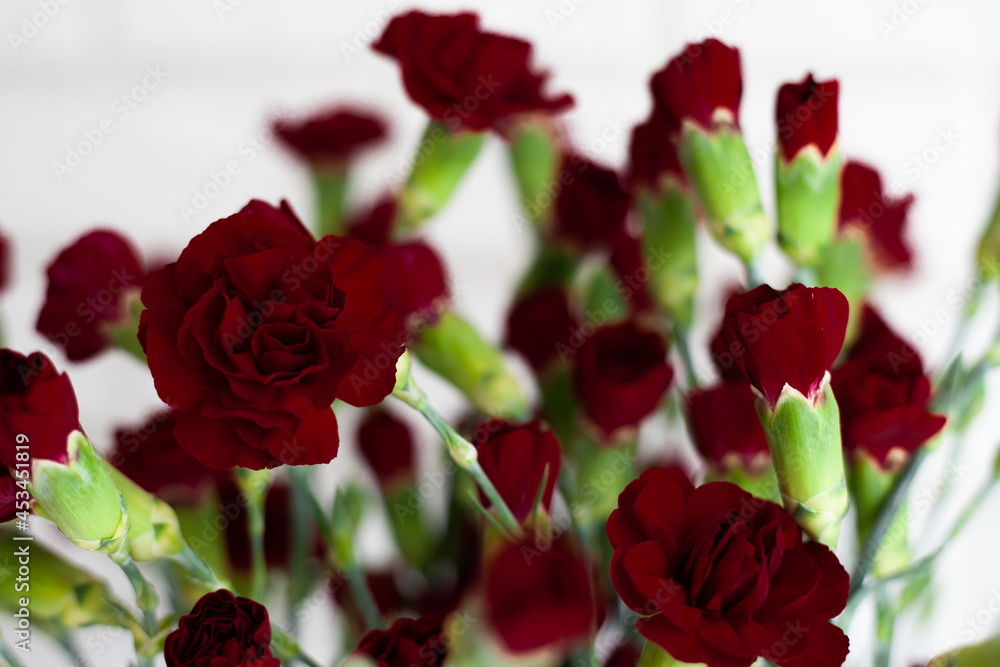 the dark carnation on white background the dark carnation on white background