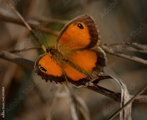 butterfly on a tree