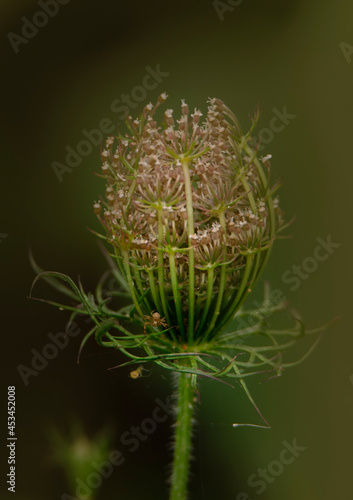 cactus with thorns
