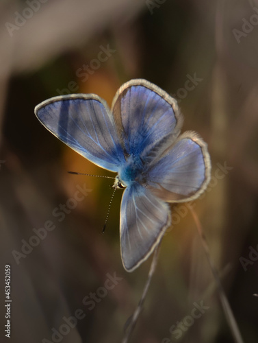 butterfly on a flower