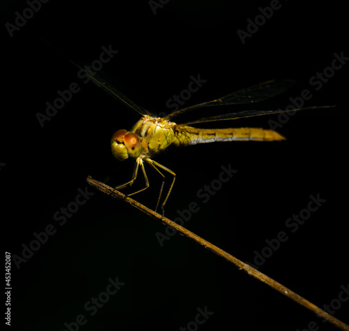 dragonfly on a leaf