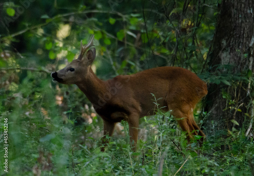 deer in the forest
