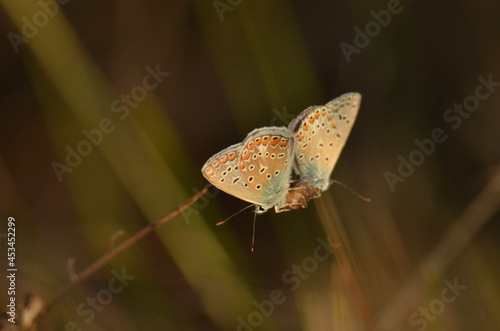 butterfly on a flower