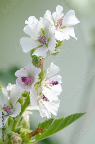 tree flowers
