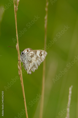 butterfly on leaf