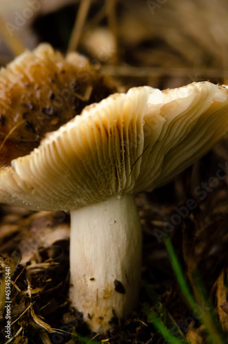 mushroom in the forest