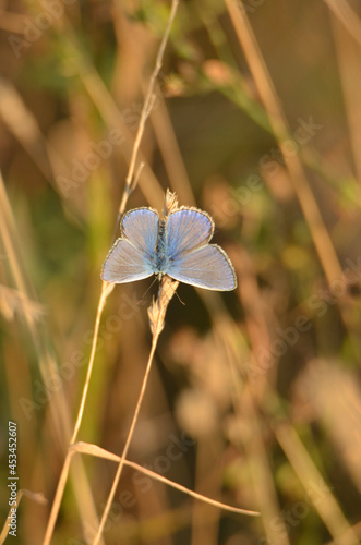 butterfly on a flower