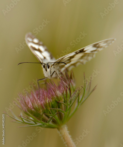 butterfly on a leaf
