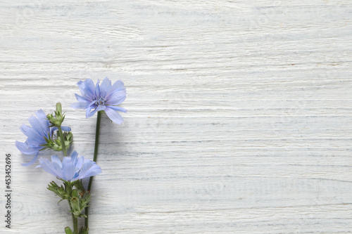Beautiful chicory flowers on white wooden background  flat lay. Space for text