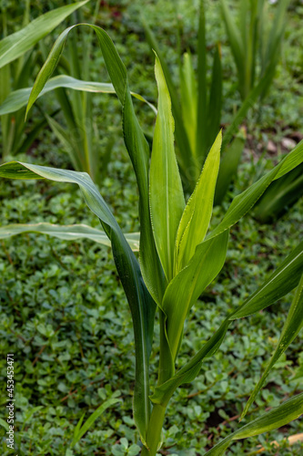 Close-up photo of a green corn plant  photographed in the garden with other plants and grass on the ground