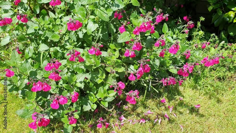 Salvia microphylla 'Neon' a pink spring summer autumn flower plant commonly known as baby sage, video footage clip Salvia microphylla 'Neon' a pink spring summer autumn flower plant commonly known as baby sage, video footage clip