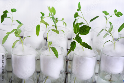 Tomatoes sprout on cotton wool in test tubes. Study of nutrient deficiencies in cotyledon plants, scientific and biological experiments. Growing and researching microgreens. Biotechnology concept.