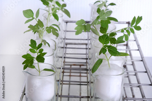 Tomato seedlings grow on cotton wool in test tubes. An experiment to study nutrient deficiencies in cotyledon plants. biological experiment concept.
