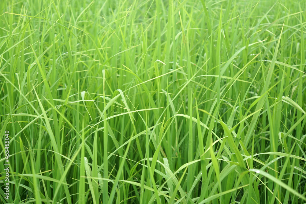 fresh green leaves of young rice background. Natural plant in rice field. fresh green leaves of young rice background. Natural plant in rice field.