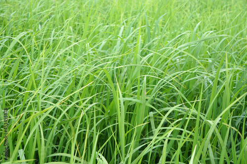 fresh green leaves of young rice background. Natural plant in rice field. 