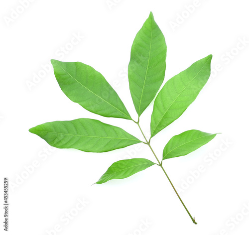 Leaf of longan fruit isolated on white background