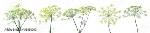Print op canvas Set with fresh green dill flowers on white background