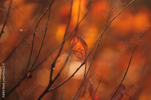 foglie di scotano in autunno