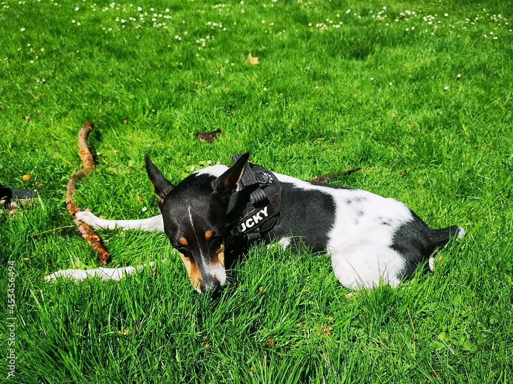 Cute adorable puppy dog Valencia rat terrier Cute adorable puppy dog Valencia rat terrier