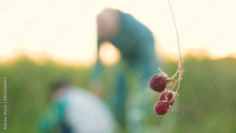 The theme of picking berries in the meadow on a summer day. Mom and son are picking strawberries. Close-up of a ripe strawberry berry, in the background a blurry family gathers berries. Nature walk The theme of picking berries in the meadow on a summer day. Mom and son are picking strawberries. Close-up of a ripe strawberry berry, in the background a blurry family gathers berries. Nature walk