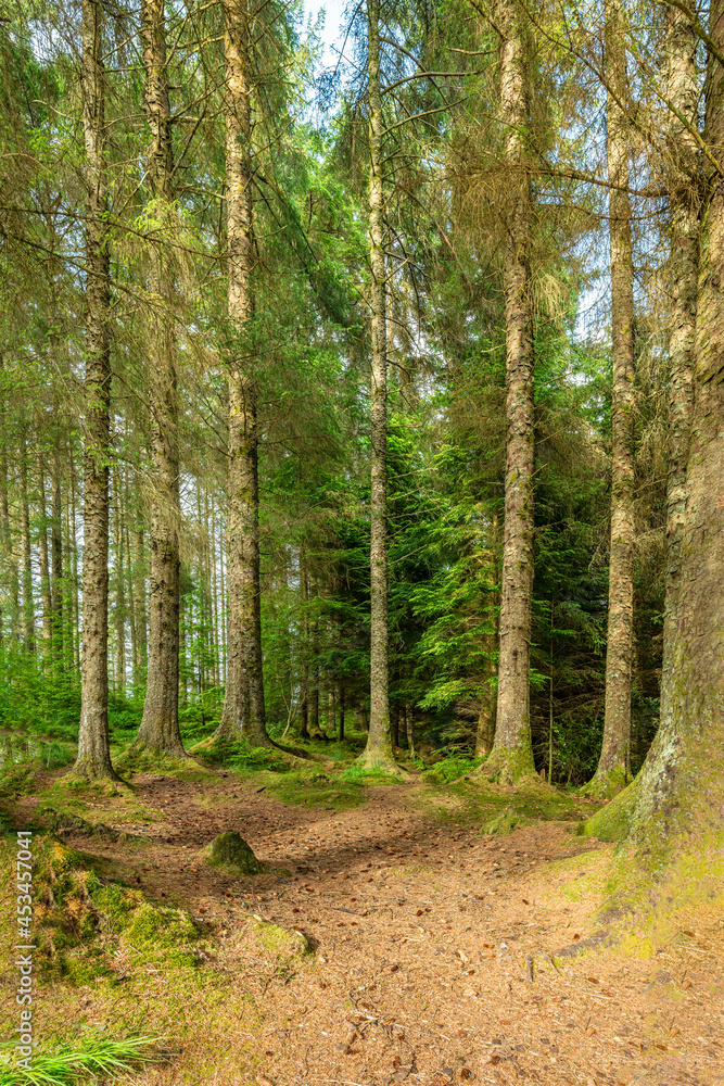 Obraz premium Footpath into Ardcastle Wood in Argyll, Scotland