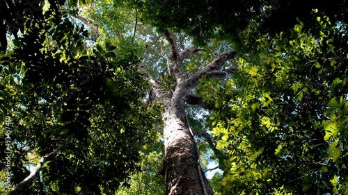 Tall trees at amazon forest and blue sky