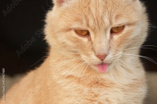 Close-up portrait of a cat. The cat's tongue is visible.