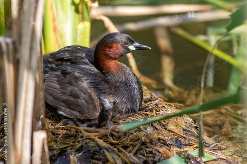 Zwergtaucher (Tachybaptus ruficollis) mit Jungen auf dem Nest © Rolf Müller