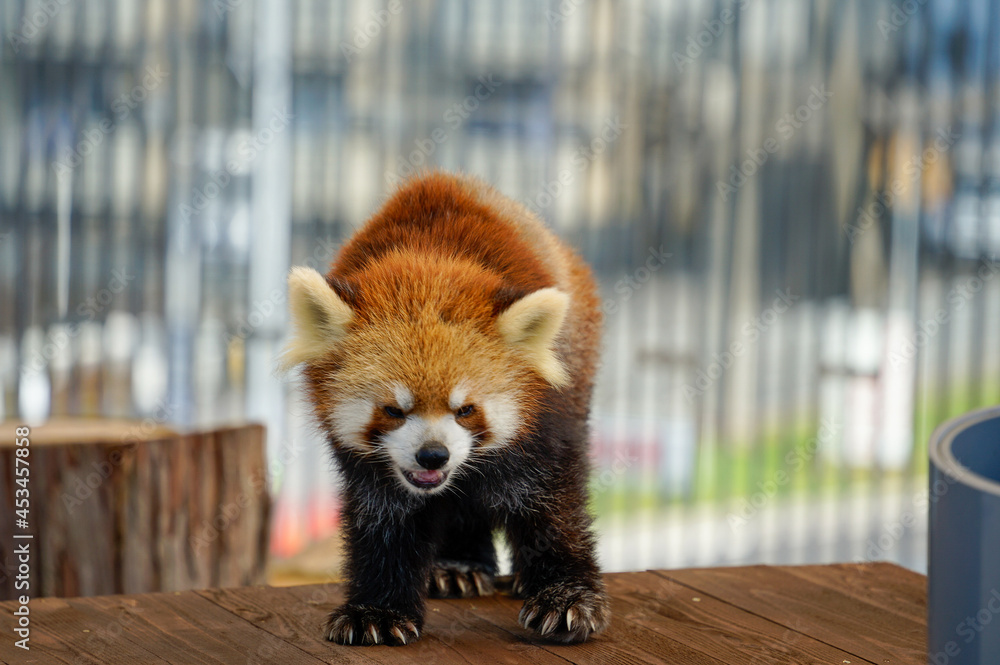 レッサーパンダ レッサーパンダ