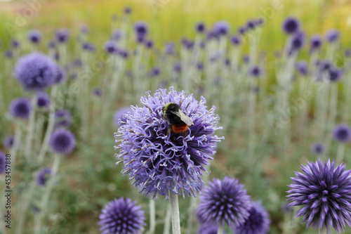 Blue spherical flower heads of the southern globethistle photo