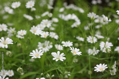 white flowers in the forest