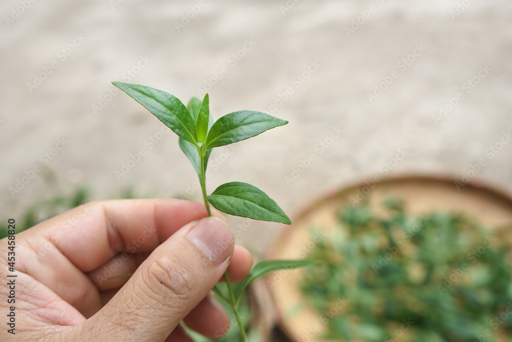 fresh green Andrographis paniculata leaves in hand. The main active ingredient is an anti-inflammatory agent. fresh green Andrographis paniculata leaves in hand. The main active ingredient is an anti-inflammatory agent.