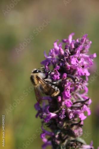 bumblebee on a lilac flower