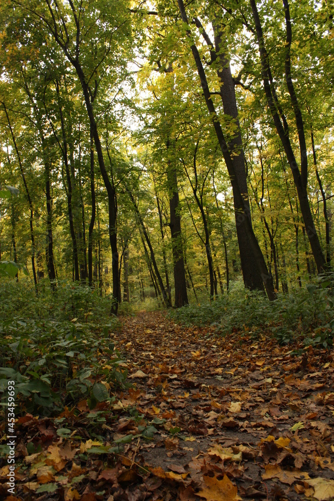 autumn in the park autumn in the park