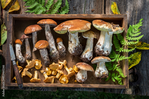 Healthy mushrooms straight from forest. Wild and fresh mushrooms.